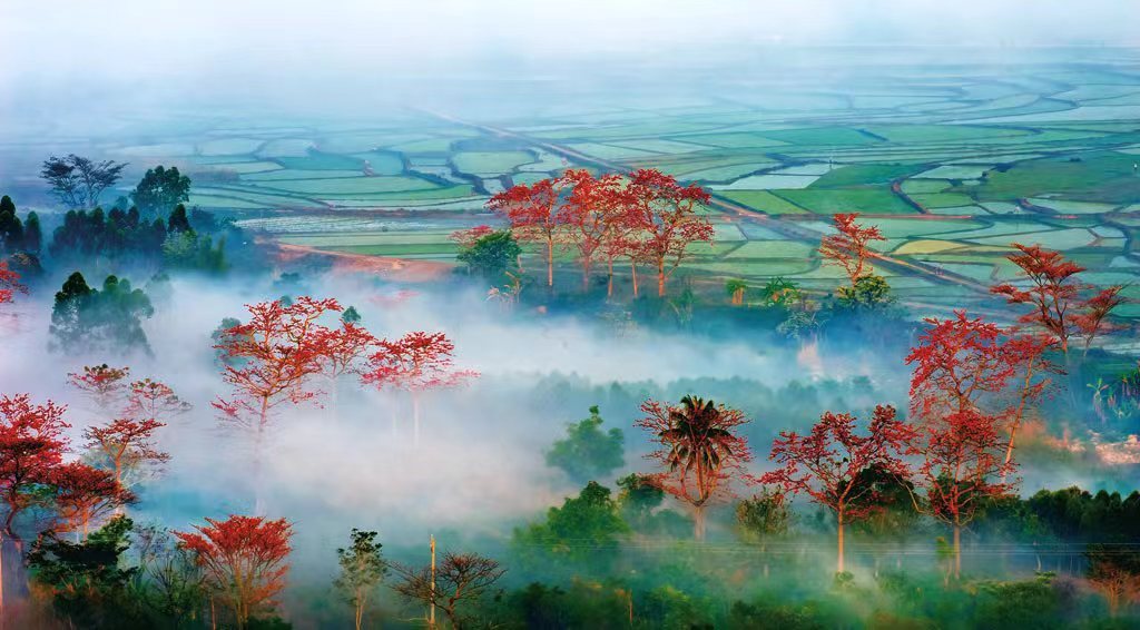 海南昌江春赏木棉红系列旅游文化活动启动
