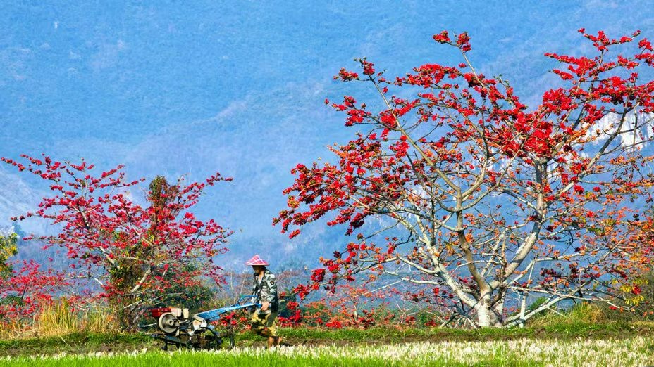 首页>海南频道>图片新闻>火红的木棉花与田野相映成趣(央广网发  昌江