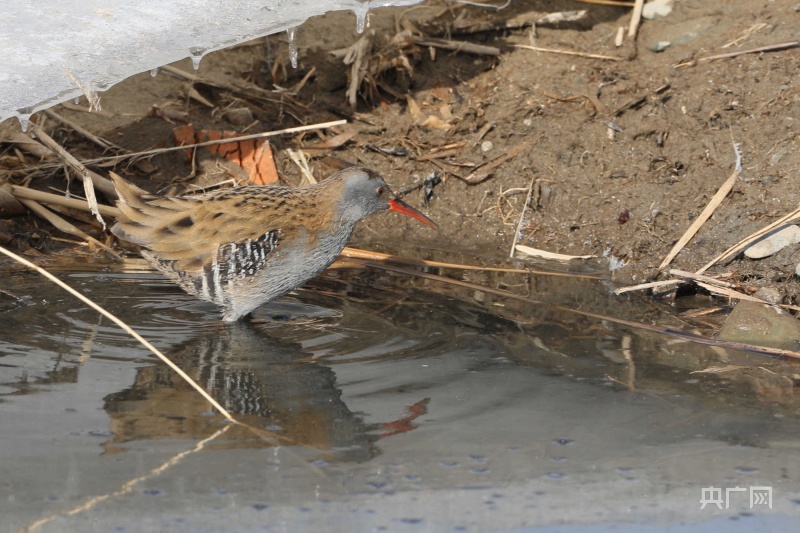 组图丨甘肃张掖黑河湿地保护区发现新鸟种