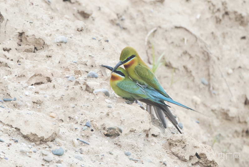 淅川县大石桥湿地：废沙滩变成鸟家园