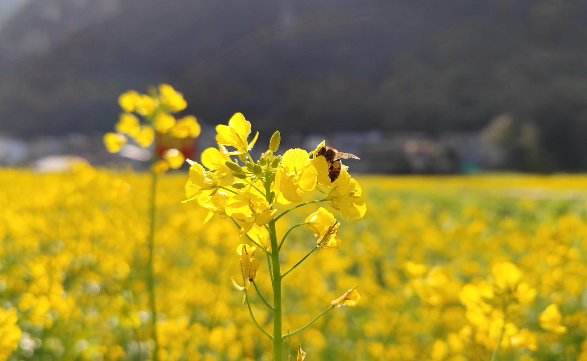 广西上林春风吹拂遍地油菜花开