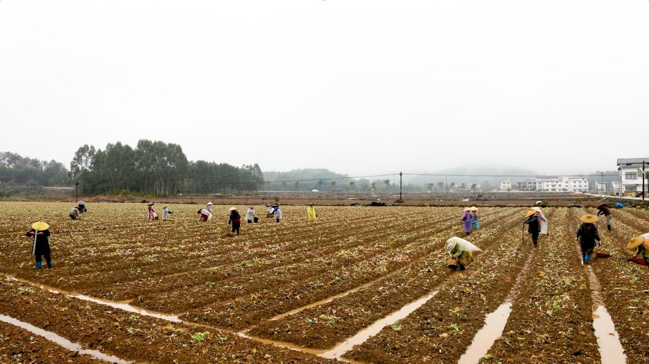广西贺州：人勤春来早 香芋种植忙