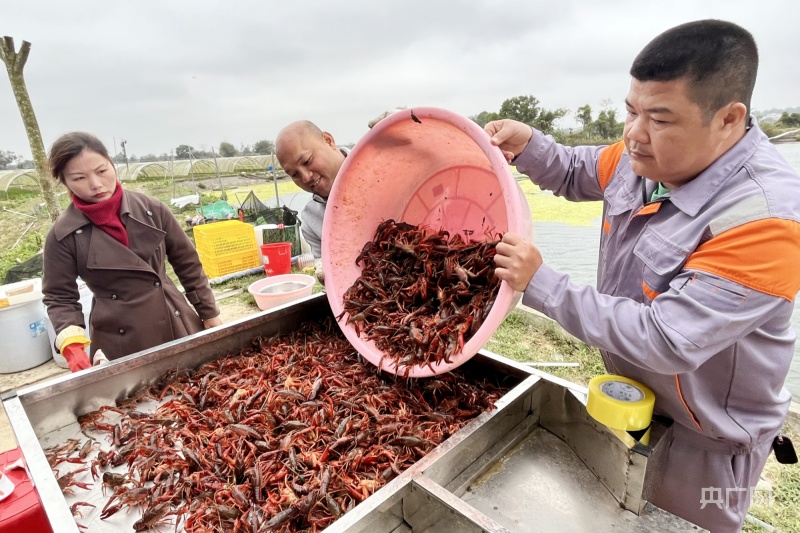 致富经小龙虾养殖_致富经养殖小龙虾_致富龙虾养殖小视频大全