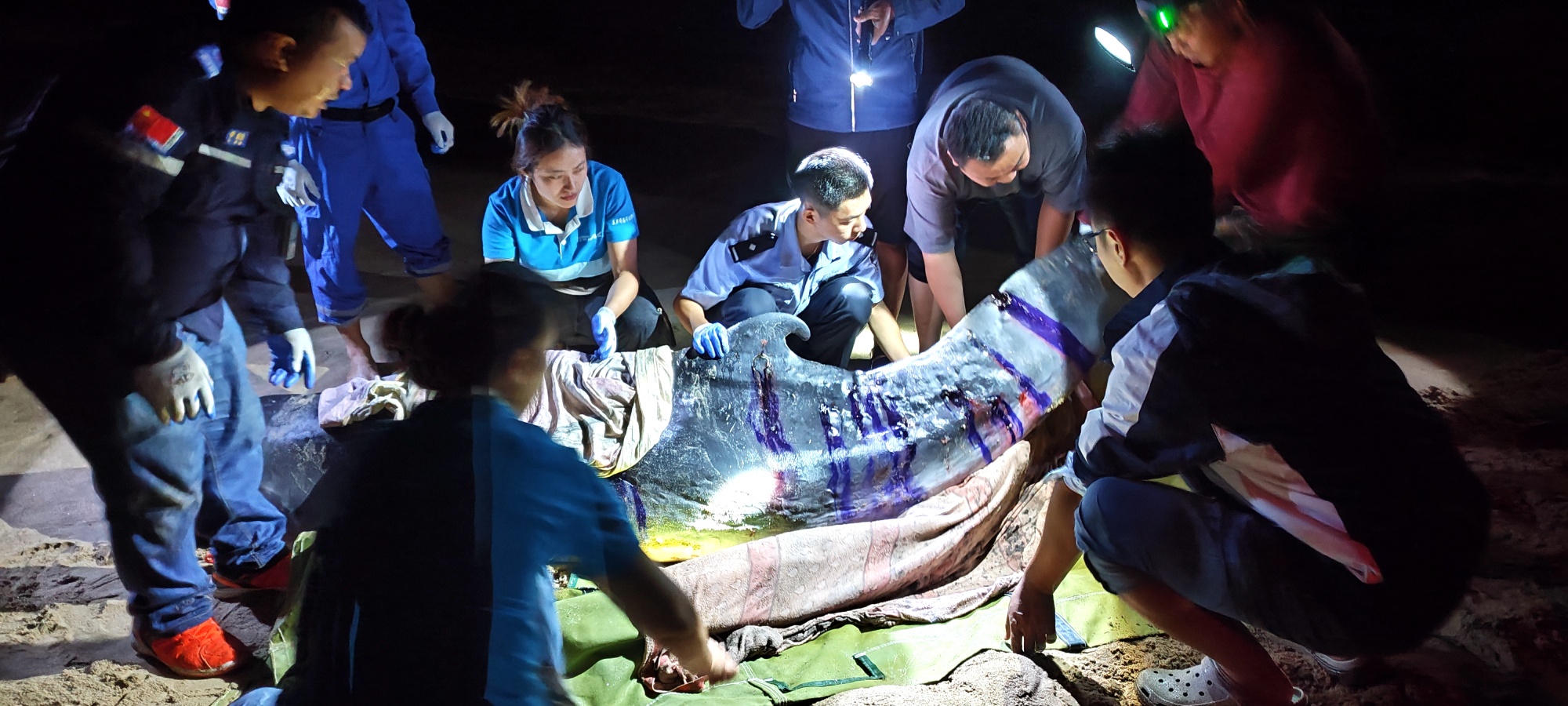 三亚多部门联合救助受伤搁浅幼鲸