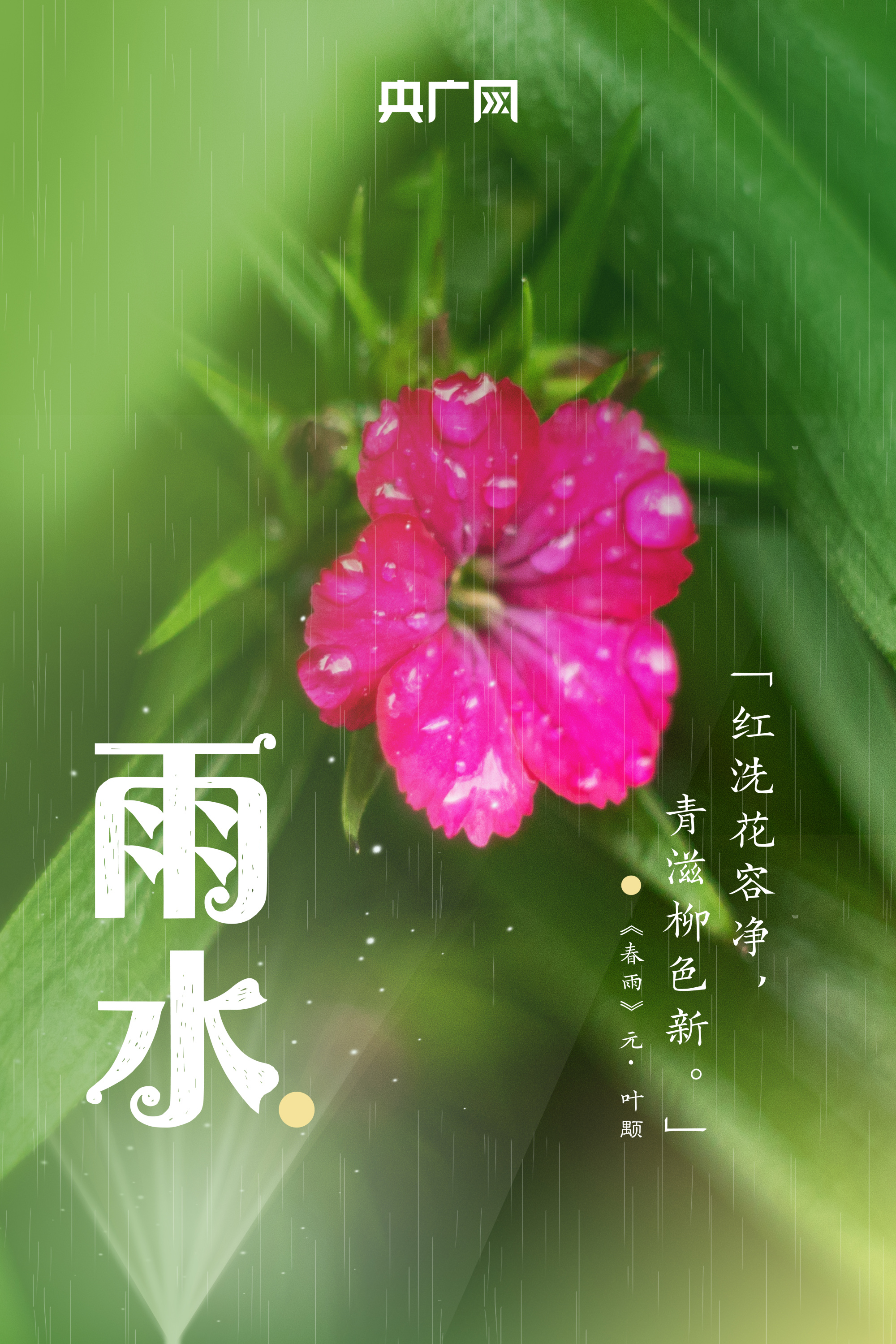 雨水节气代表花图片