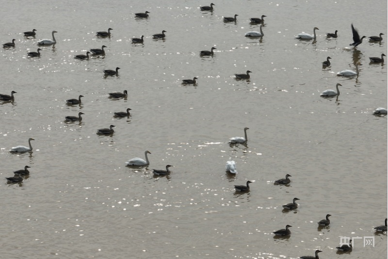 壮观！鄱阳湖上空越冬候鸟即将开始陆续北迁