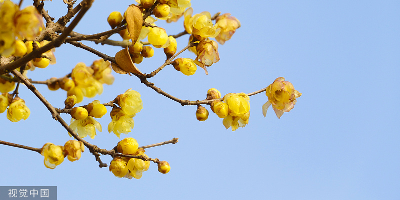 开启今春首个赏花季  北京发布腊梅赏花地图
