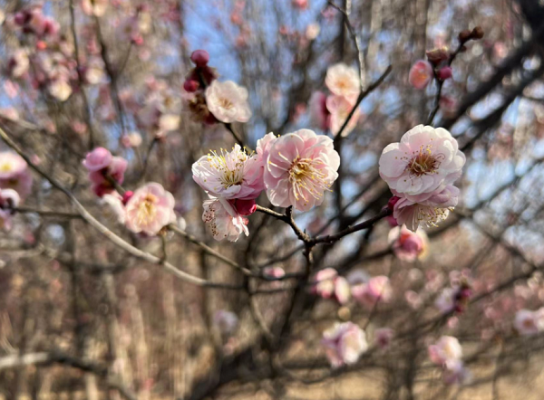 江苏新沂：花开迎春来“梅”景醉游人_央广网