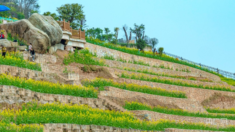 【春日里的中国】重庆大渡口金鳌山油菜花惹人醉_央广网