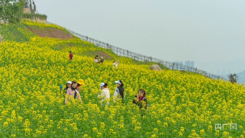 重庆大渡口油菜花图片