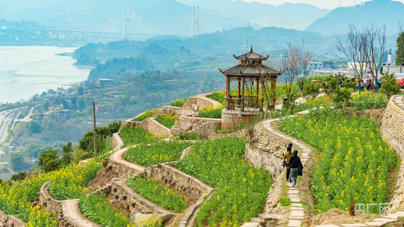 【春日里的中国】重庆大渡口金鳌山油菜花惹人醉_央广网