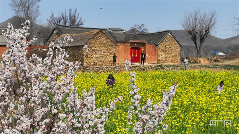 南阳市方城县:樱桃花开文旅兴_央广网