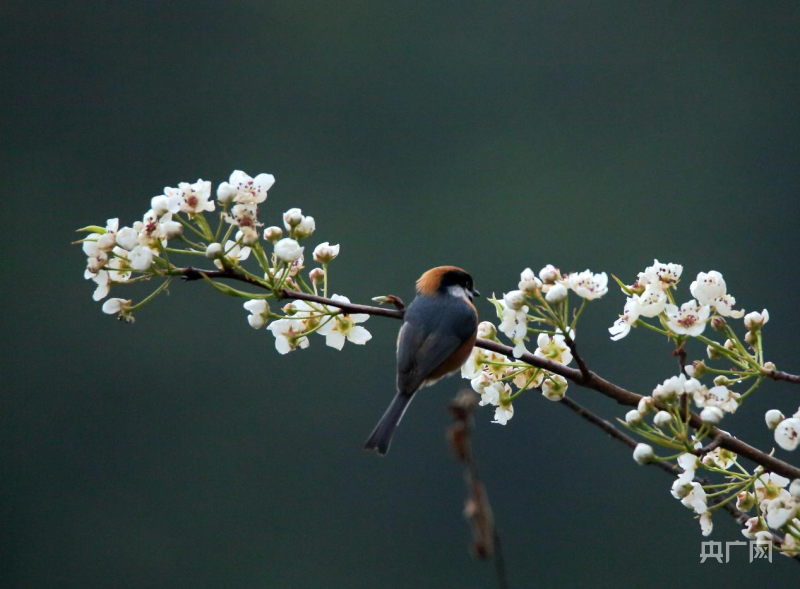 中国最小的两种鸟首次现身湖南崀山