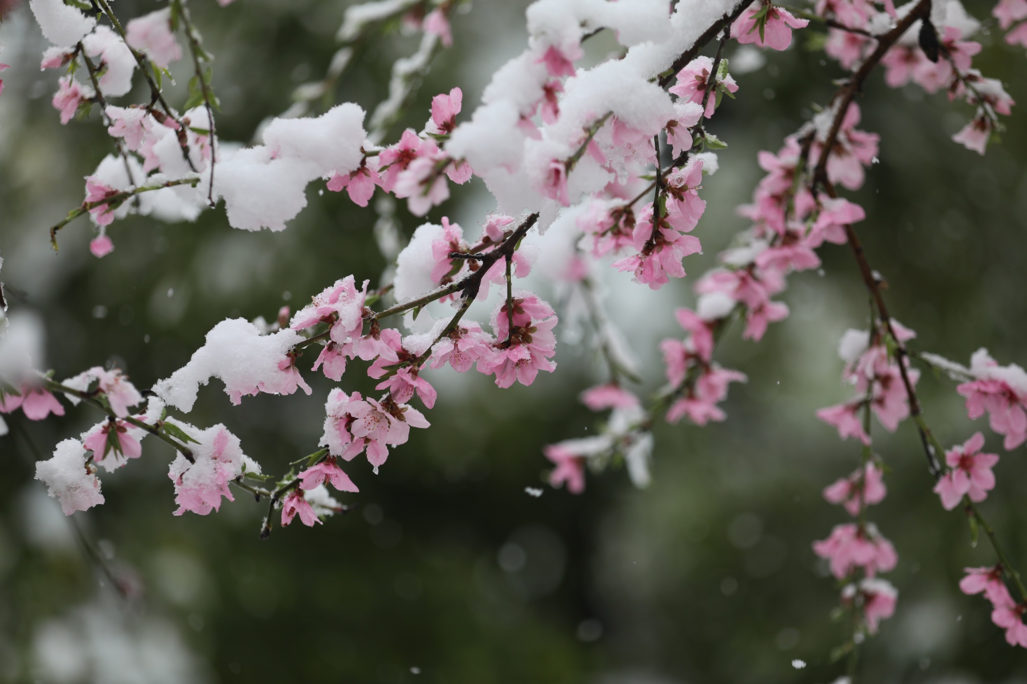 【春日里的中国】湖北郧西迎来三月桃花雪