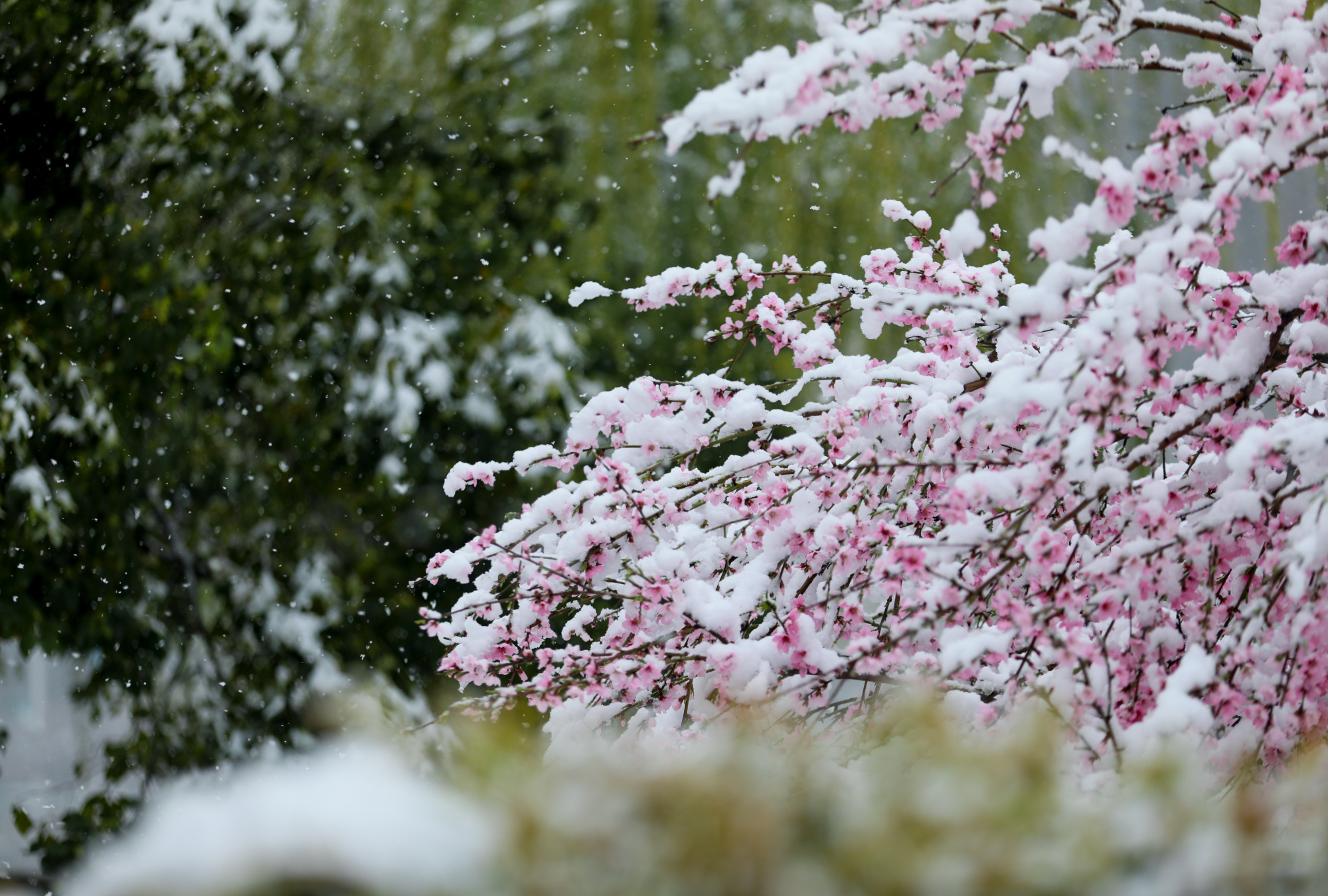 【春日里的中国】湖北郧西迎来三月“桃花雪” 央广网