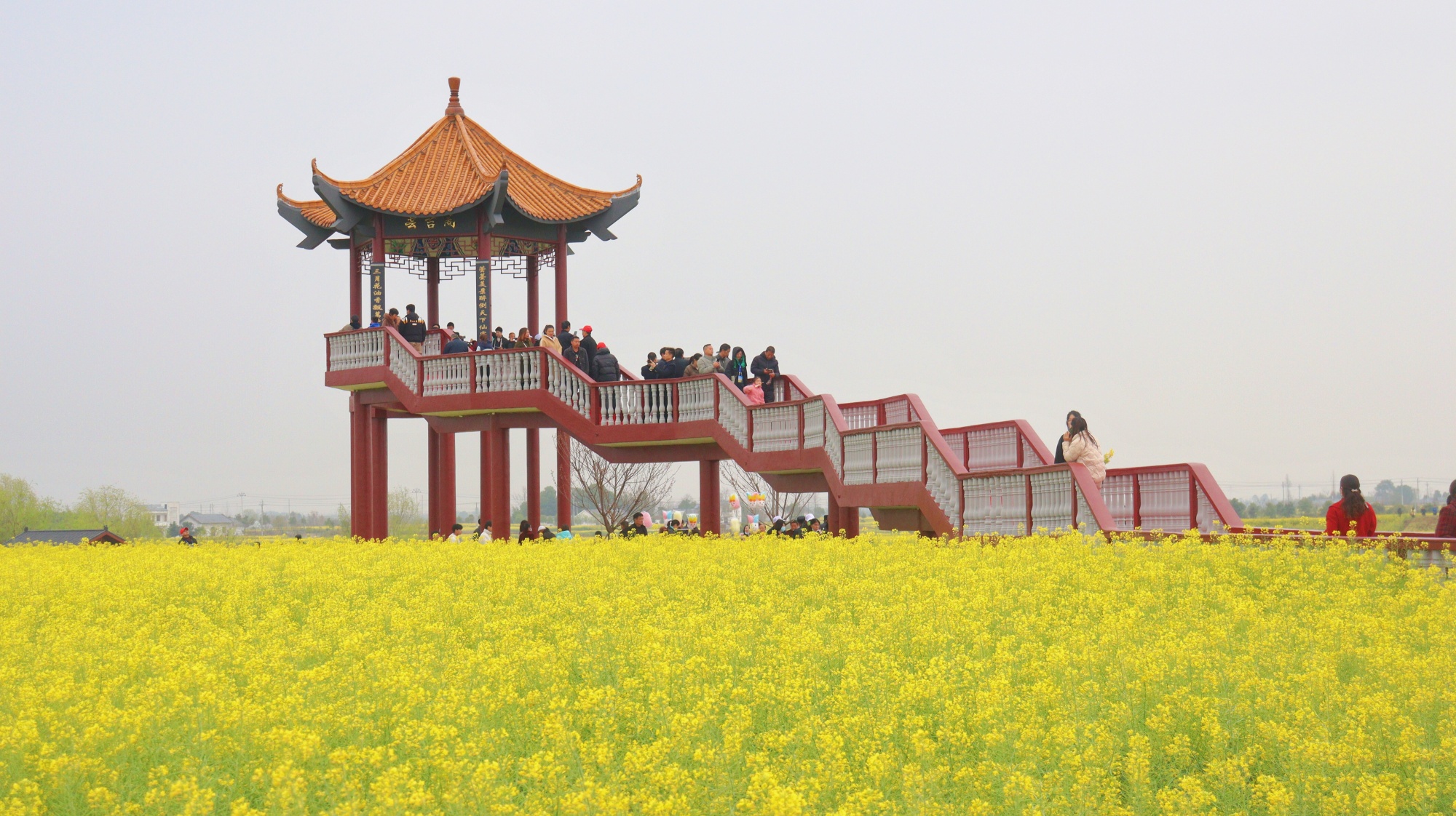 湖北沙洋70万亩油菜花盛放_央广网