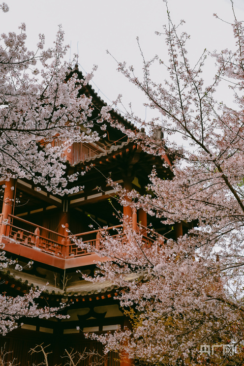 青龙寺樱花图片高清图片