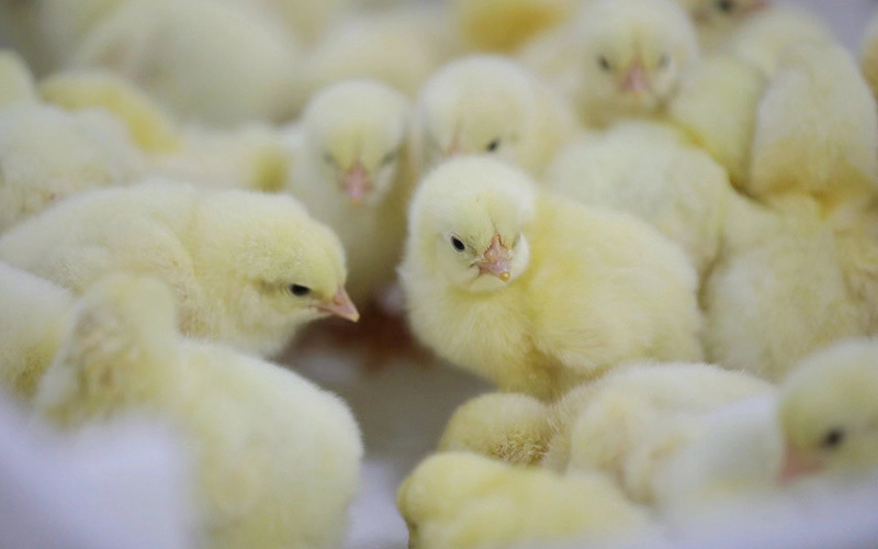 记者调查：鸡苗价格上涨叠加需求回暖带动鸡周期升温
