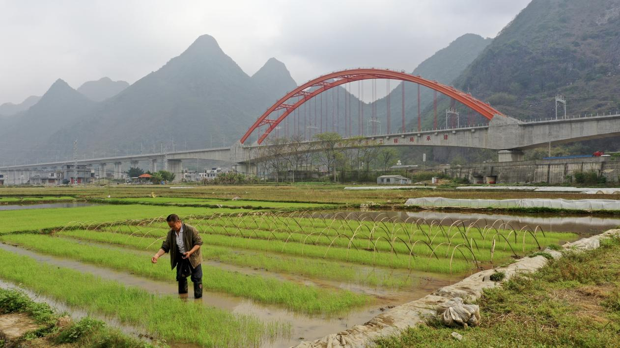 贵南高铁澄江双线特大桥为湿地栖息鸟类建起声光屏障