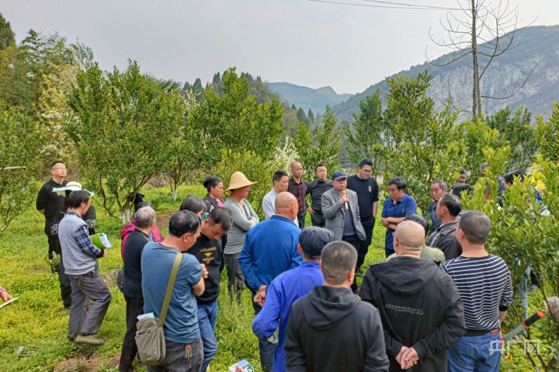 贵州金沙：开展柑橘种植技术培训