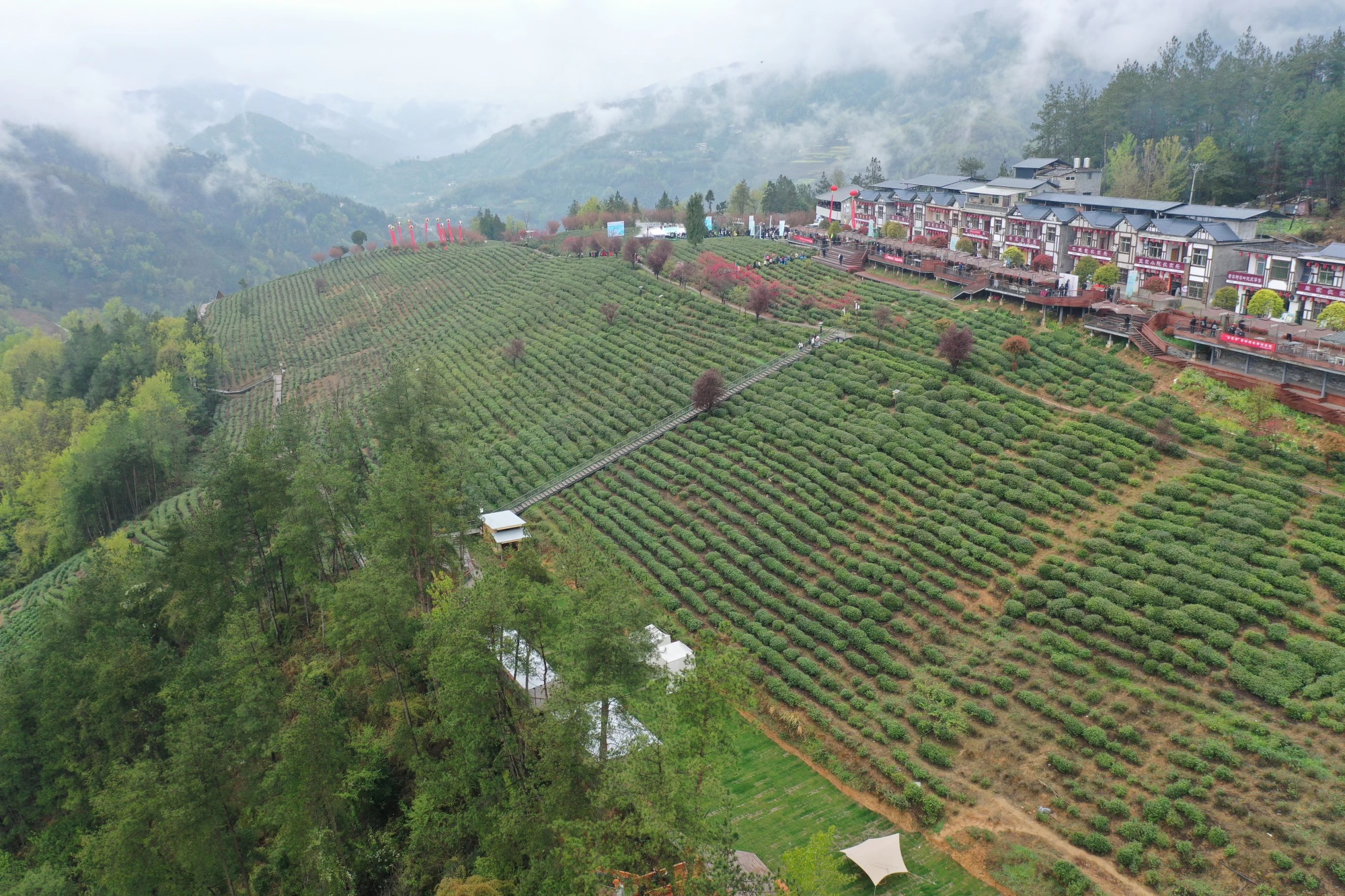 紫阳茶山图片