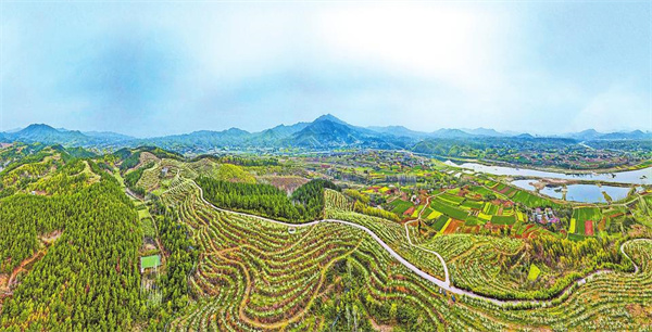 南阳市淅川县荒山变花果山