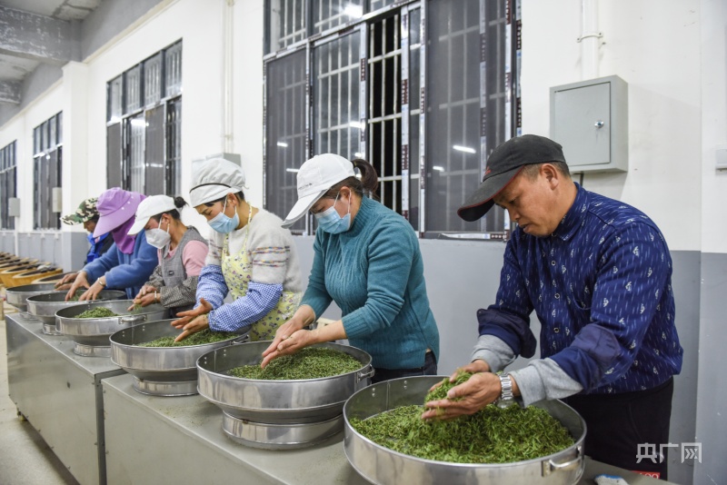 贵州荔波：茶农抢采“明前茶”(图3)