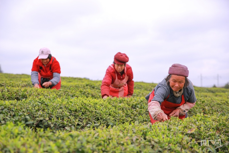 贵州荔波：茶农抢采“明前茶”(图1)