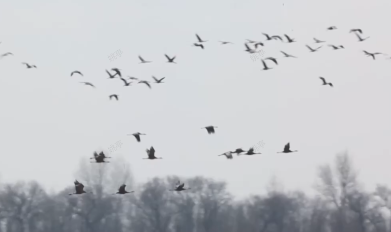 十多万只候鸟抵达扎龙国家级自然保护区