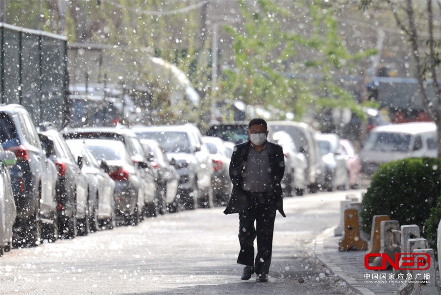 北京进入杨柳飞絮期柳絮漫天飞舞似白雪