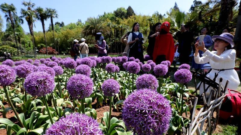 昆明植物园:观赏葱花盛放紫色花海