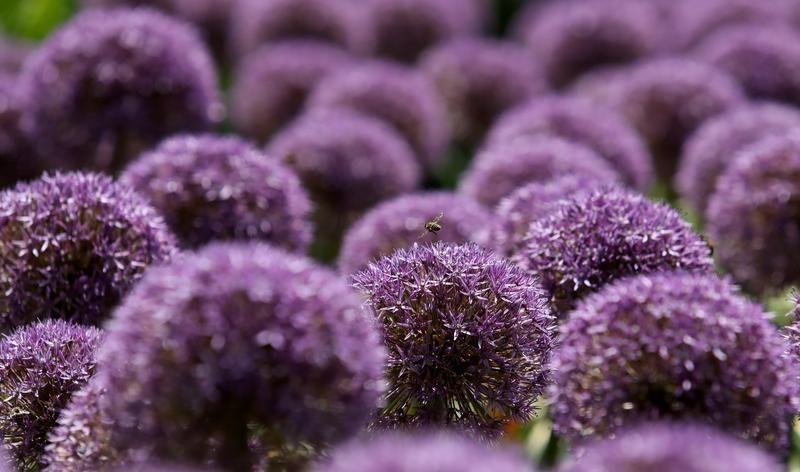 昆明植物园:观赏葱花盛放紫色花海