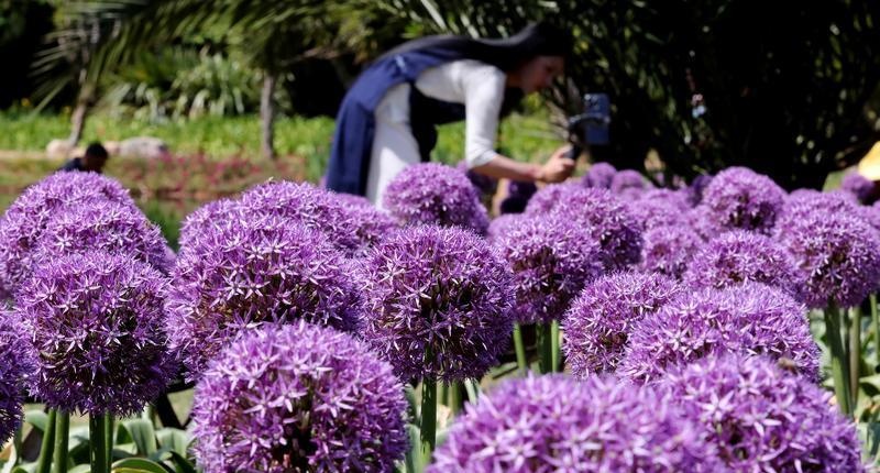 昆明植物园:观赏葱花盛放紫色花海