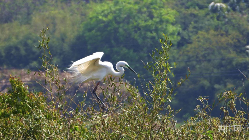江西南昌：“鹭鸟王国”迎来大批夏候鸟_央广网