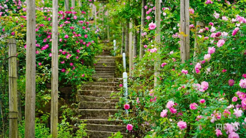 【发现春之美】重庆北碚金果园:一树蔷薇 满簇芳华_央广网