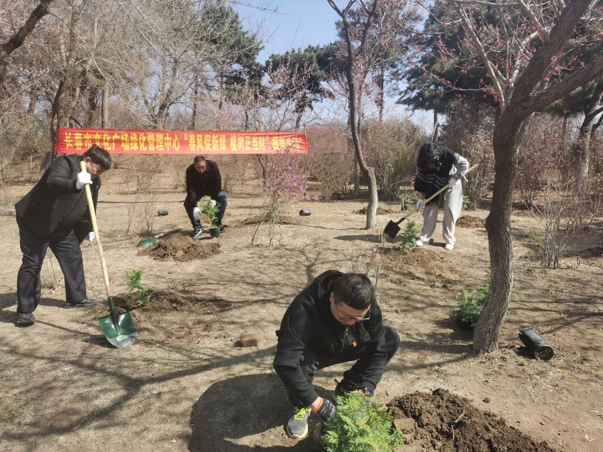 “植”此新绿 长春市各公园广完美电竞场栽苗植树忙