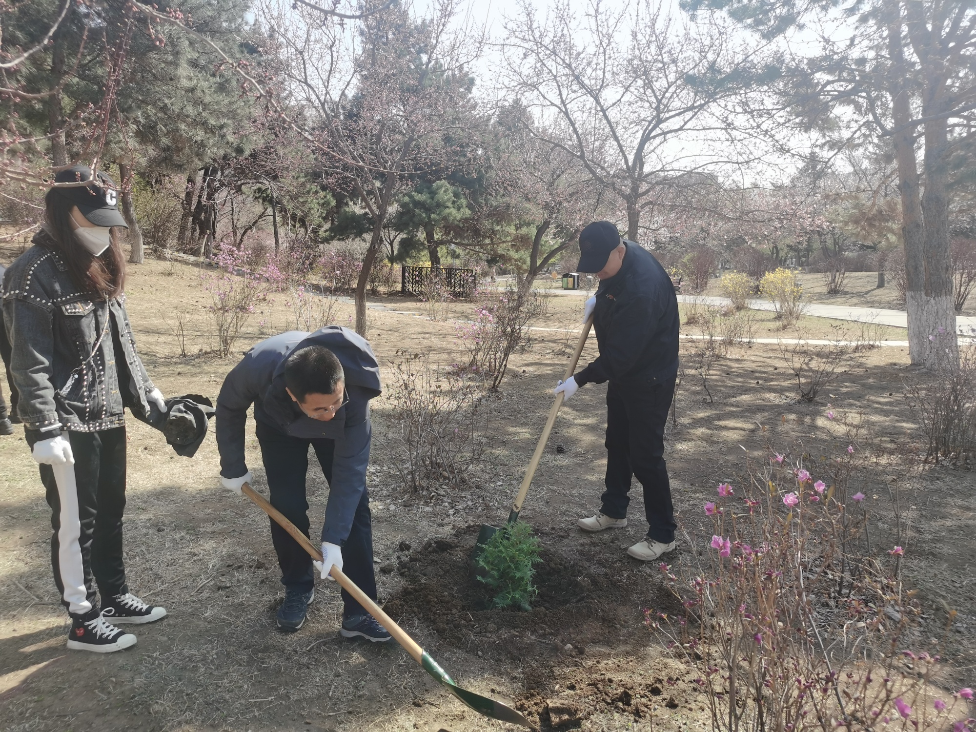 “植”此新绿 长春市各公园广完美电竞场栽苗植树忙(图2)