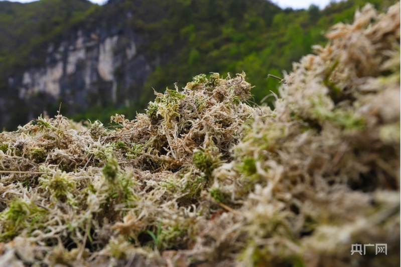 贵州独山:种下海花草 走上致富路