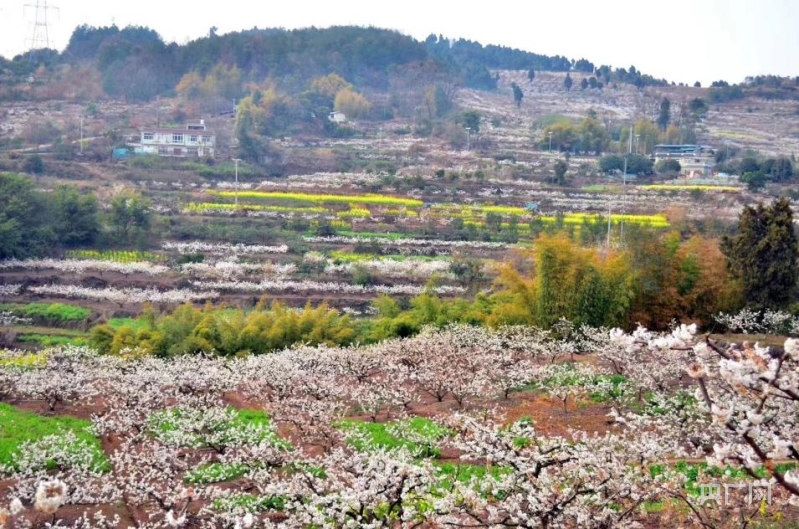 开云APP 开云官网入口乡村振兴新模式｜先赏花后采摘“花果经济”富农家(图2)