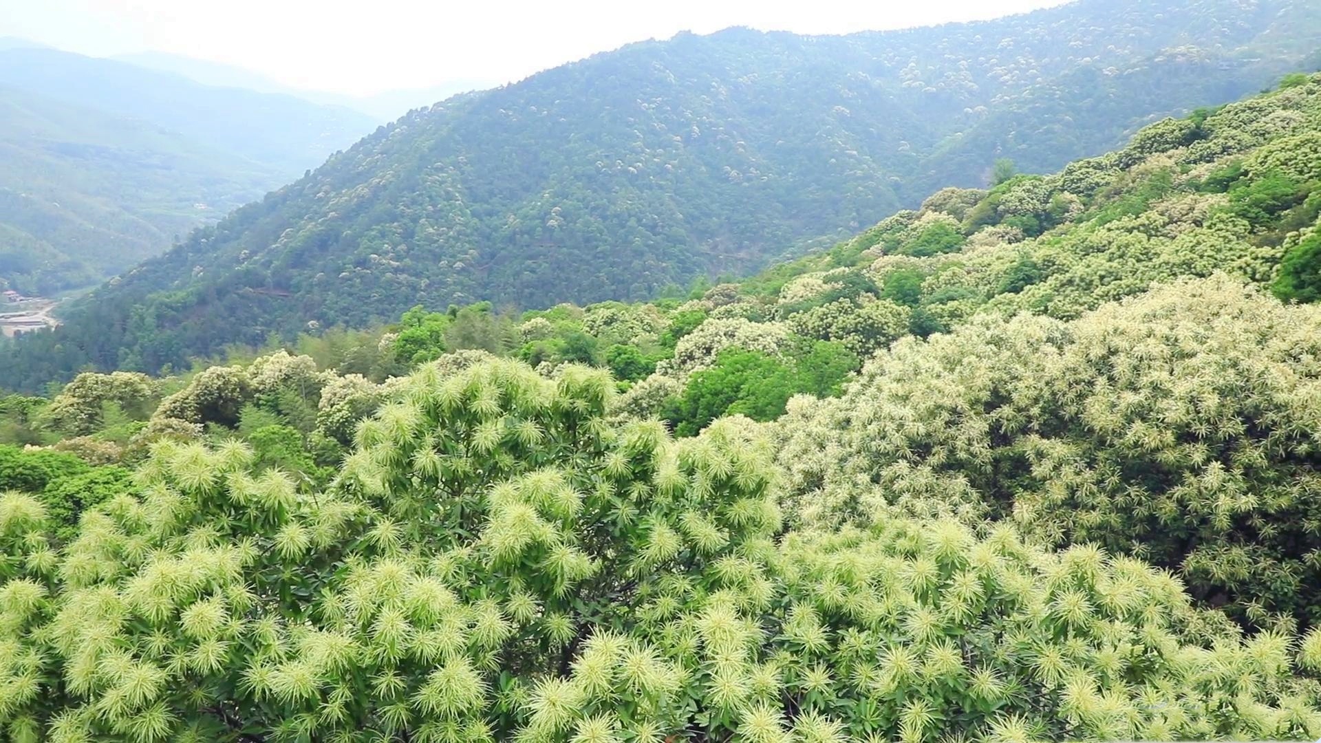 江西赣州：栗子花开遍山野 花浪翻滚香满山_央广网