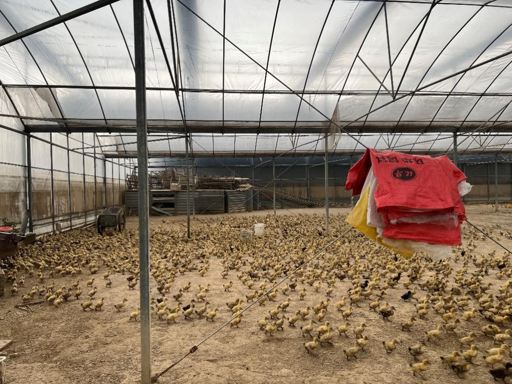 泥鳅养殖户抱团致富_致富经泥鳅_致富经泥鳅养殖视频全集