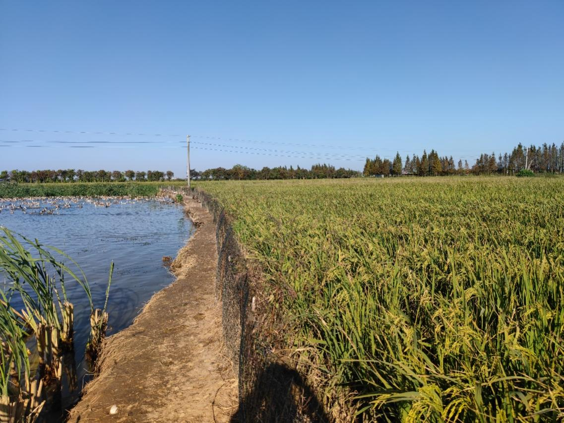 致富经泥鳅养殖视频全集_泥鳅养殖户抱团致富_致富经泥鳅