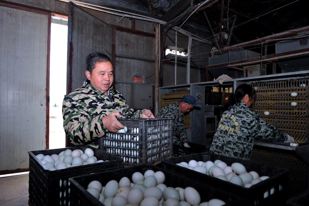 致富经泥鳅_泥鳅养殖户抱团致富_致富经泥鳅养殖视频全集