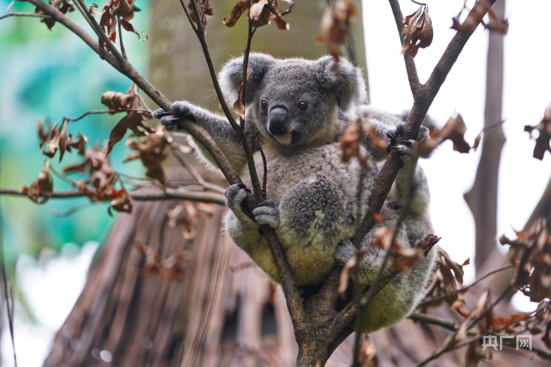 官文清  摄)据介绍,目前长隆考拉园中生活着68只考拉,已繁衍出了八代