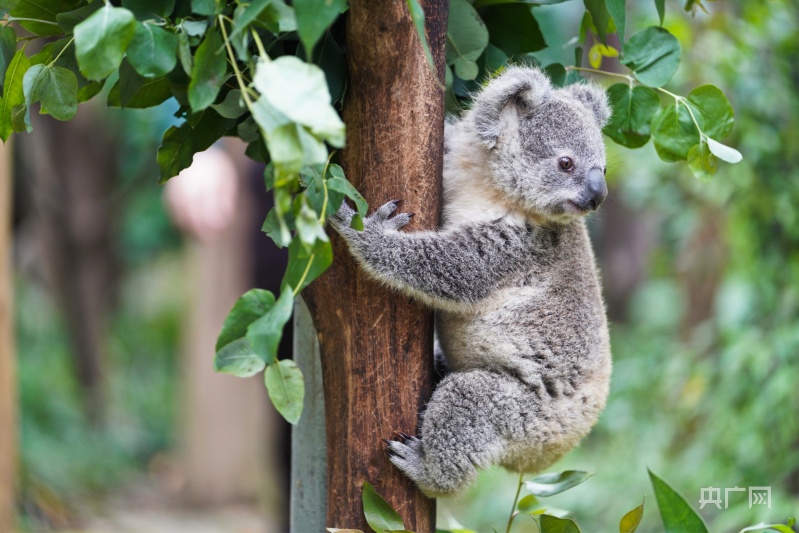第八代考拉宝宝亮相广州68位卖萌官与游客见面