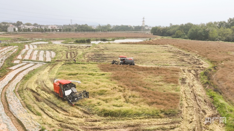 江西赣州：万亩油菜收割忙 稻油轮作增效益