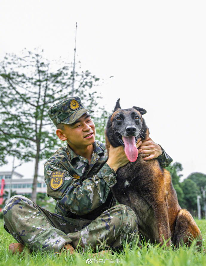 军犬和引导员配合有多默契_央广网