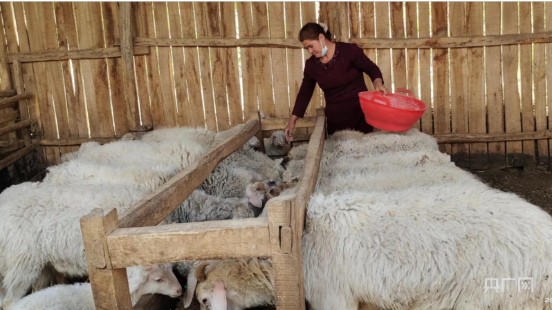 发展多胎羊养殖 让群众“羊”起致富风亚新体育帆(图2)
