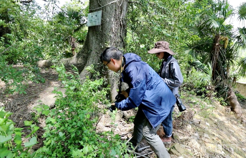 江西彭泽发现国家二级重点保护植物花榈木