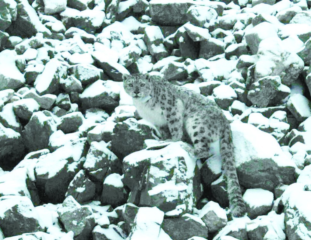 祁连山国家公园青海片区成功追踪2只雪豹